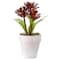 8" Red And Green Succulent Fern In Ceramic White Pot